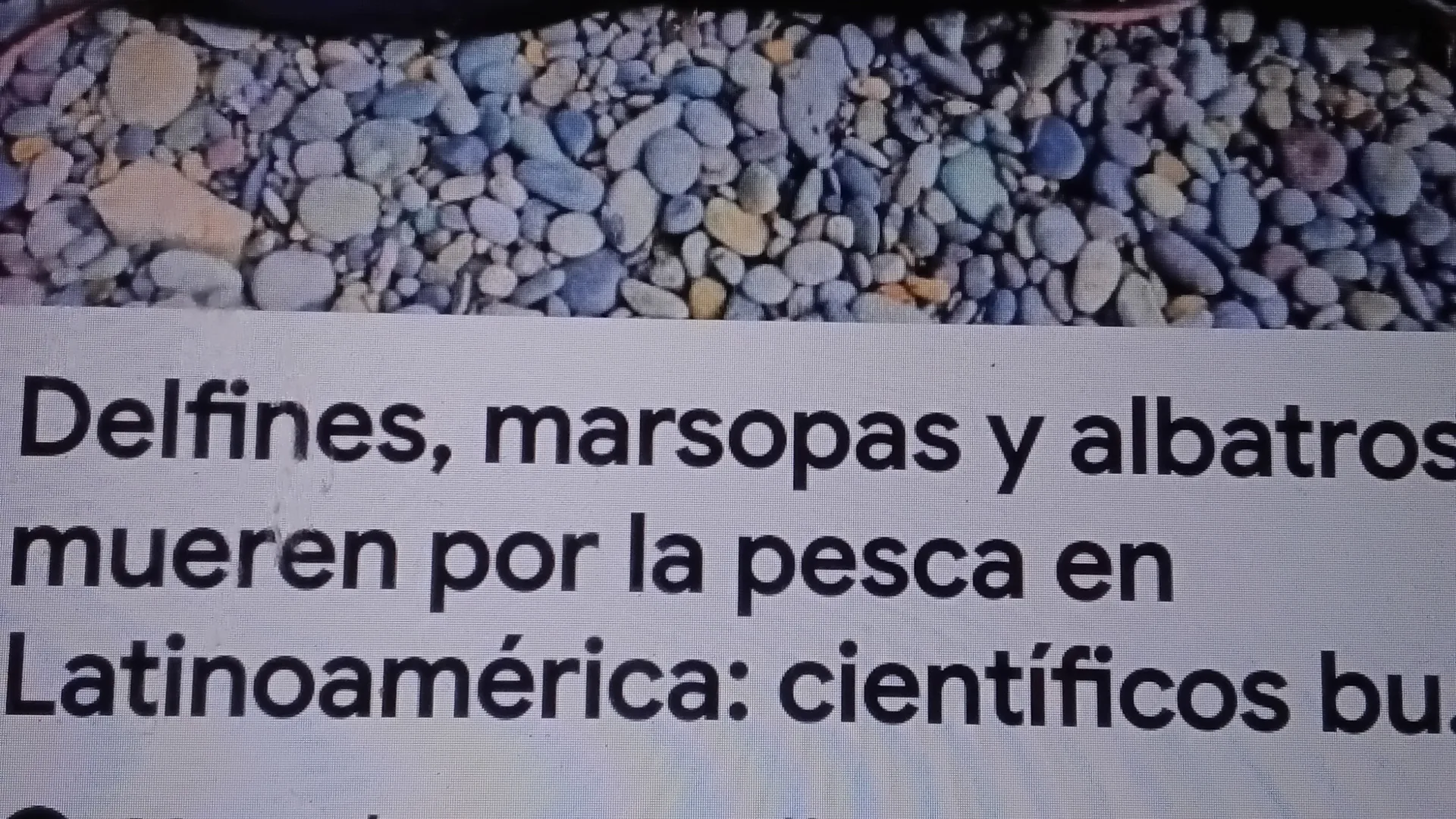 Delfines marsupas y albatros mueren por pesca en Latinoamérica