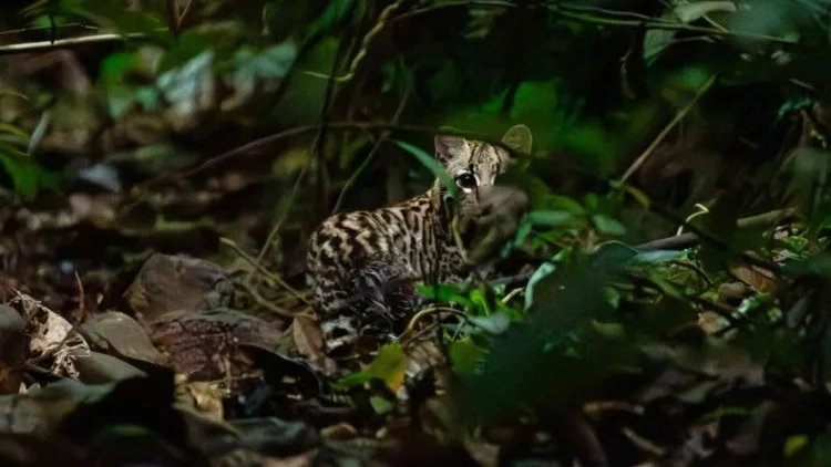 Tres décadas de trabajo conjunto por la protección ambiental de Colombia
