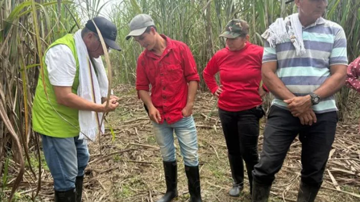 ICA capacita a productores de caña en Caquetá para mejorar la producción de panela