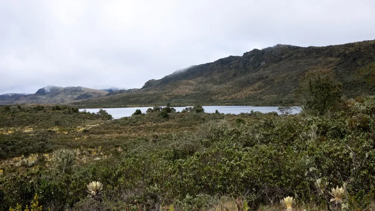 Donación internacional financiará la protección de fuentes de agua en Bogotá y la región