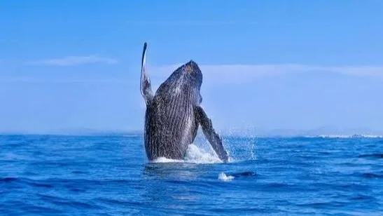 Las ballenas y su vida en el mar