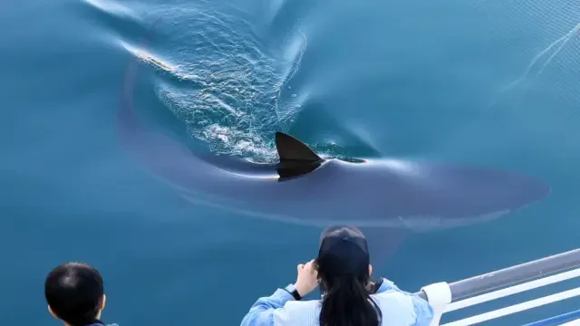 El tiburón Bukangi regresa al canal de Busan tras su rescate y preocupa su estado de salud