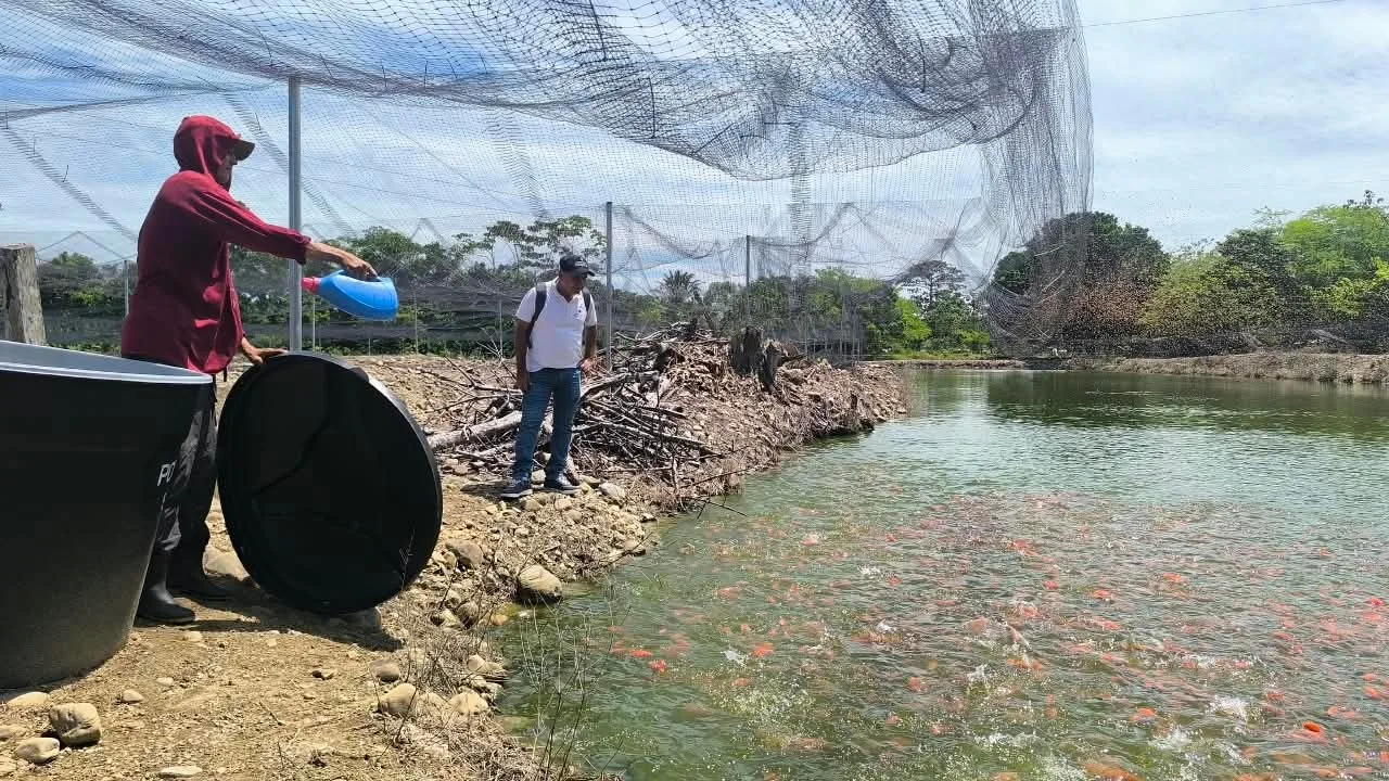 En Arauca, firmantes de paz fortalecen su iniciativa productiva de tilapia roja