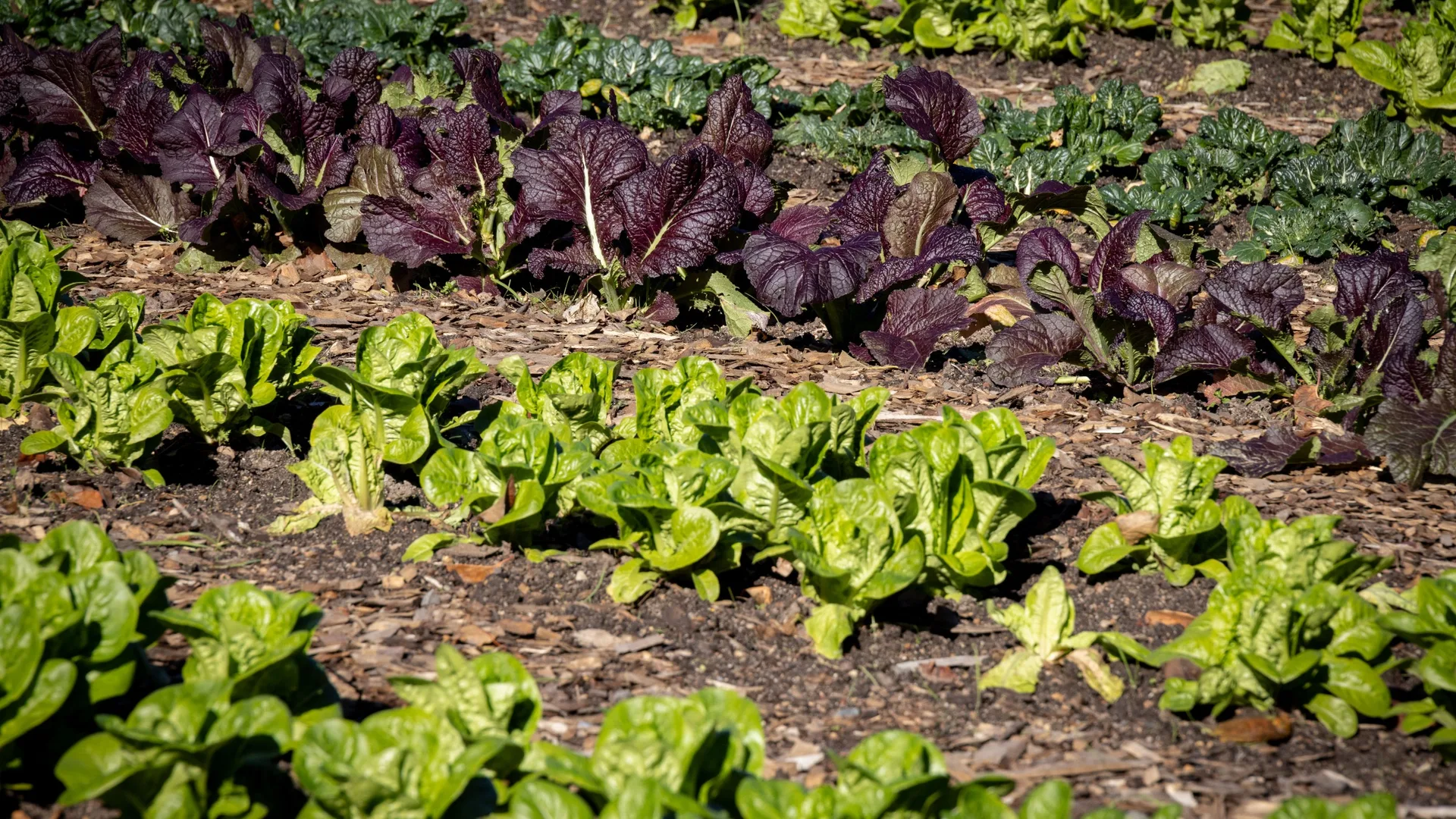 Cultivar alimentos sin salir del barrio: las claves de las huertas urbanas