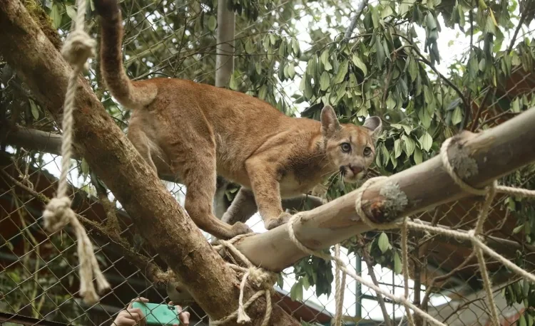 La CAR investiga avistamiento de un puma y reportes de agresiones a animales domésticos
