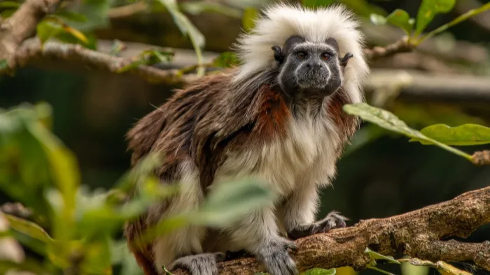 Colombia y Armenia lanzan una coaliciónpara acelerar la recuperación de especies.