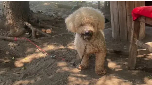 Buscan hogar para Lucca, perro que fue abandonado y permanece amarrado en Barranquilla