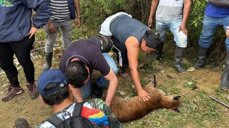 Autoridades ambientales rescatan a una felina silvestre y a su cría tras amenazas