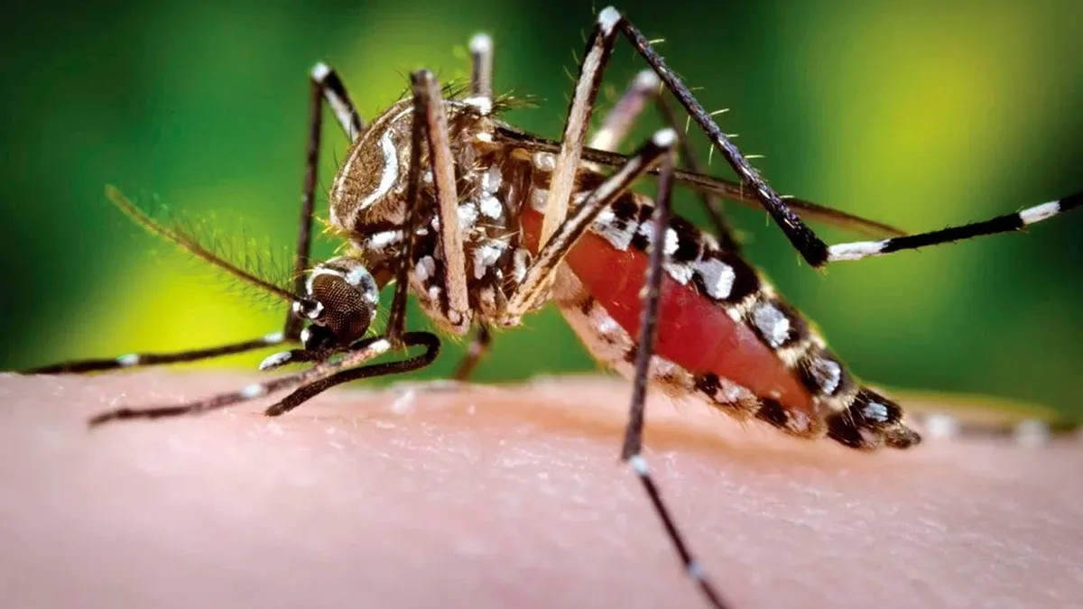 Dengue en Colombia: 193 municipios presentan brotes y refuerzan la vigilancia sanitaria