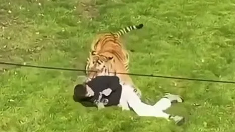 Tragedia en un zoológico! Hombre muere tras ser atacado por un tigre