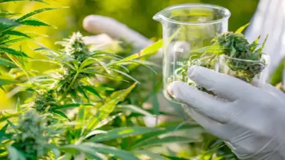 Esta revisión sugiere que el cannabis medicinal no tendría efecto en la calidad del sueño