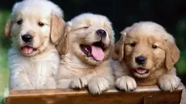 Los perros, compañeros fieles que mejoran el bienestar de las personas