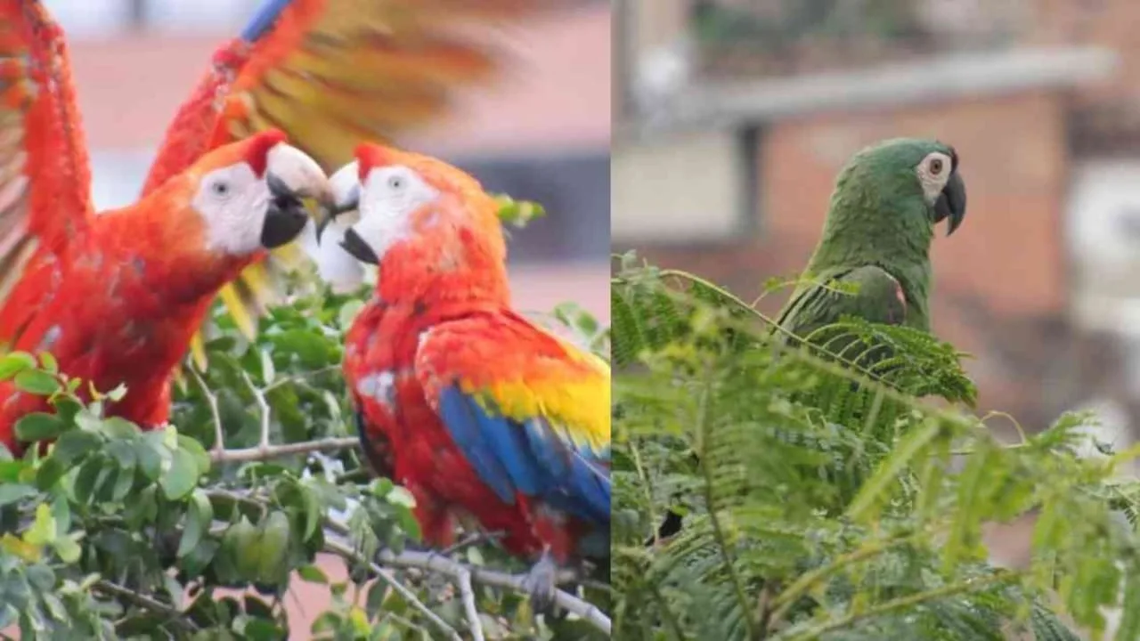 Incautan aves silvestres mantenidas en cautiverio en el Valle.