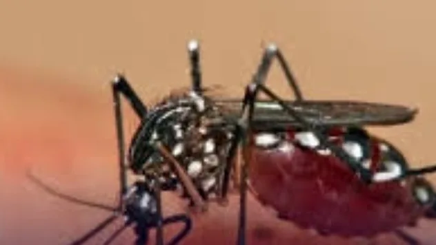 ALERTA SANITARIA EN COLOMBIA: EL DENGUE DEJA 60 MUERTES CONFIRMADAS Y 193 MUNICIPIOS EN SI