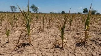 La ONU alerta sobre el impacto de El Niño en la seguridad alimentaria regional