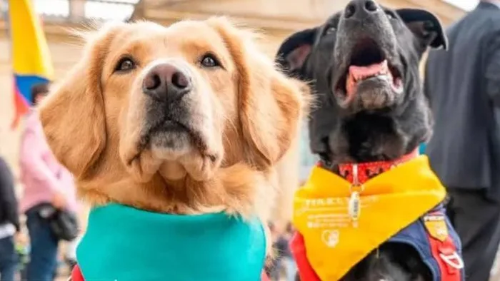 Procuraduría da plazo de 90 días a mandatarios para garantizar protección animal