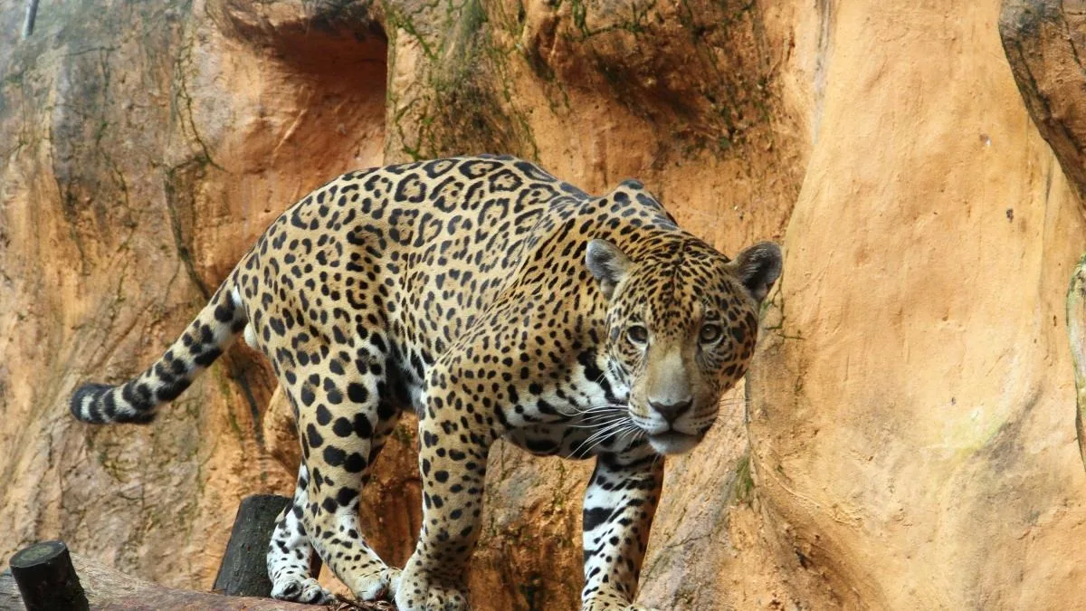 Bioparque Los Ocarros: La biodiversidad llanera en un solo lugar