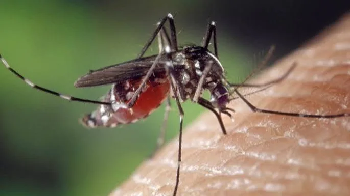 Ibagué lidera casos de dengue en Tolima mientras las autoridades refuerzan los controles