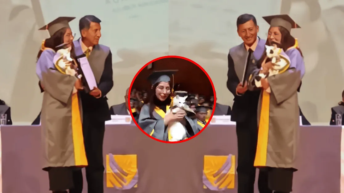 'Licenciado michi': el gato que se volvió viral al ir a una graduación