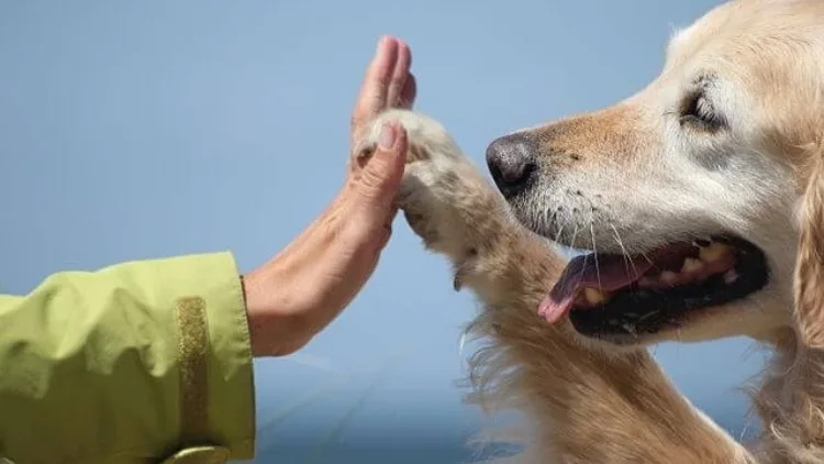 Autoridades rescatan nueve caninos en presunto establecimiento de cría no autorizado