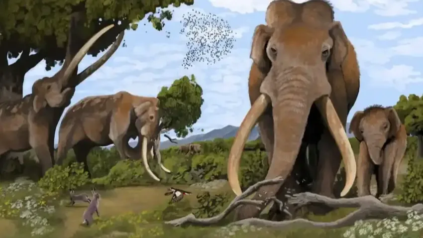 Un diente de elefante de 700.000 años revela el mundo donde vivieron los primeros humanos