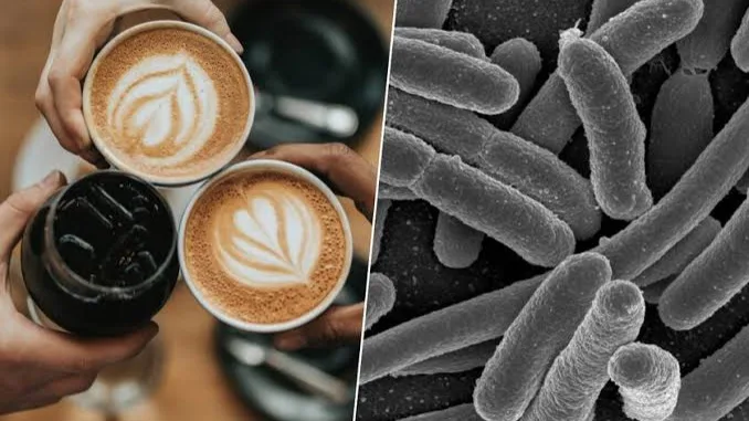 Descubren que el café descafeinado beneficia la salud de las bacterias