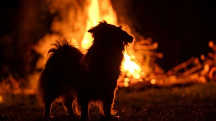 Un perro salta desde un quinto piso para escapar de un incendio en un conjunto residencial