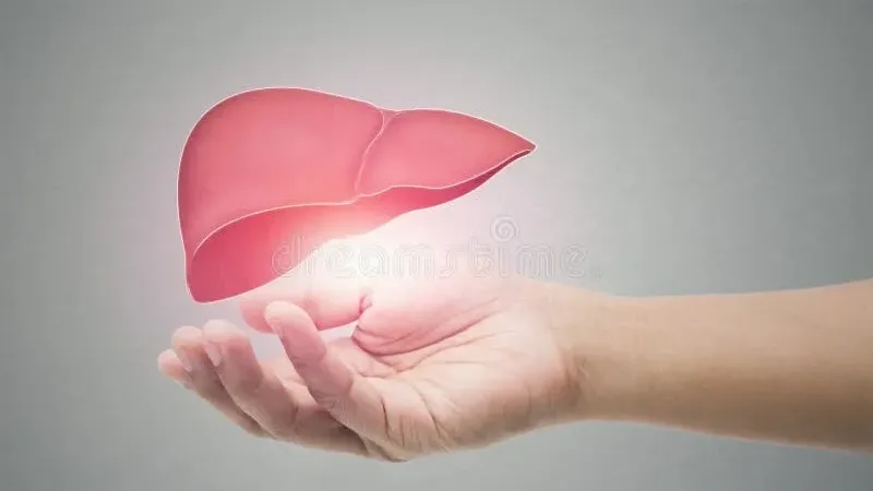 Desconocimiento sobre la salud del hígado: el 49 % de la población no lo considera un órga