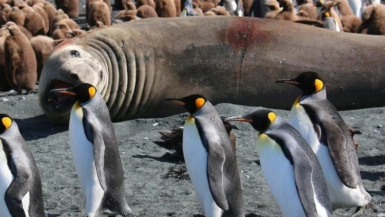 Australia confirma gripe aviar H5 en la isla subantártica Macquarie