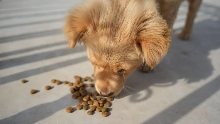 ¿Tu mascota dejó de comer? Estas son las razones que pueden explicar su pérdida de apetito