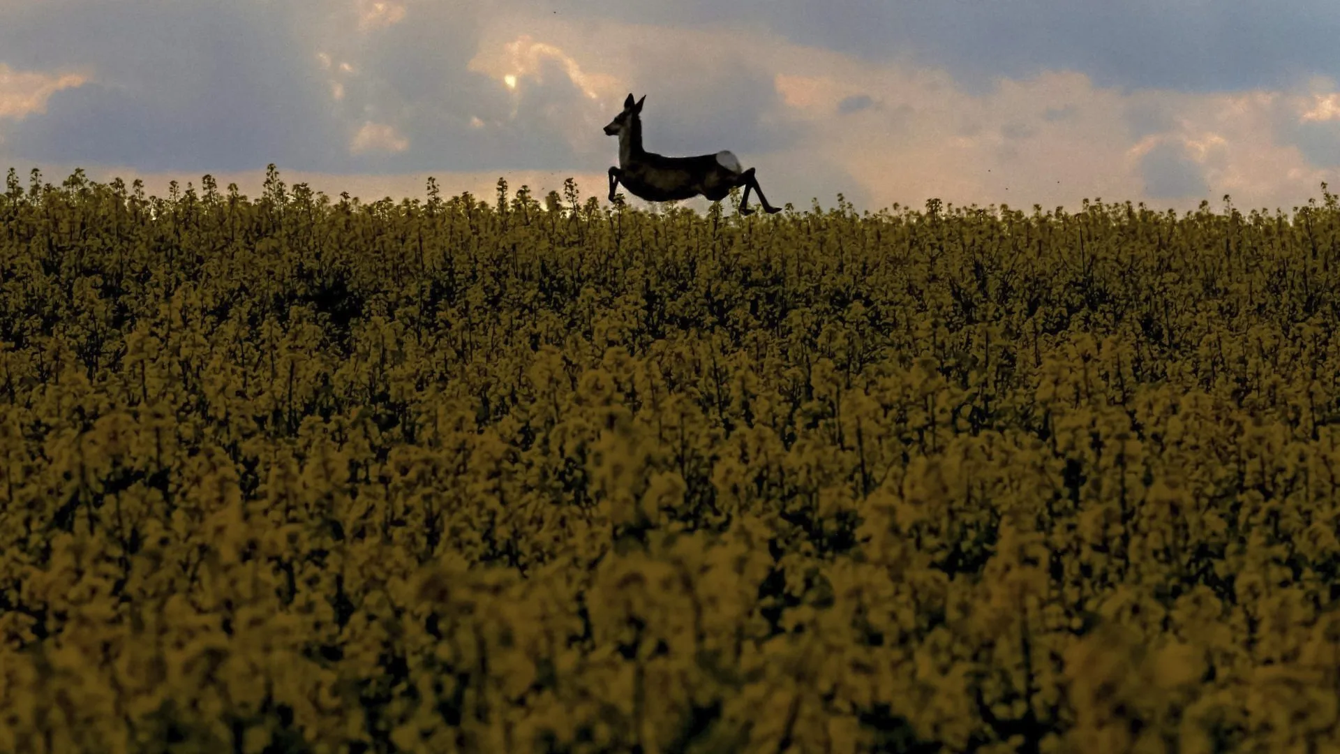 Un estudio revela la paradoja sobre el retorno de la fauna en campos agrícolas