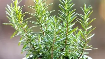 EL ROMERO: UNA PLANTA NATURAL CON MÚLTIPLES BENEFICIOS PARA LA SALUD