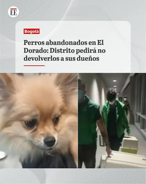 “Nos mintieron y jugaron con nuestra buena fe”: dueño de Pomerania hallada en El Dorado.