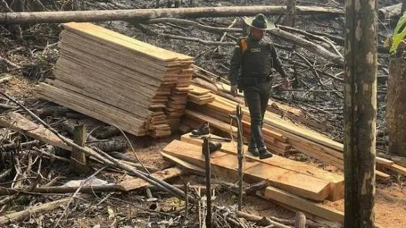 Operativo conjunto frena la tala ilegal en reservas forestales de Caquetá