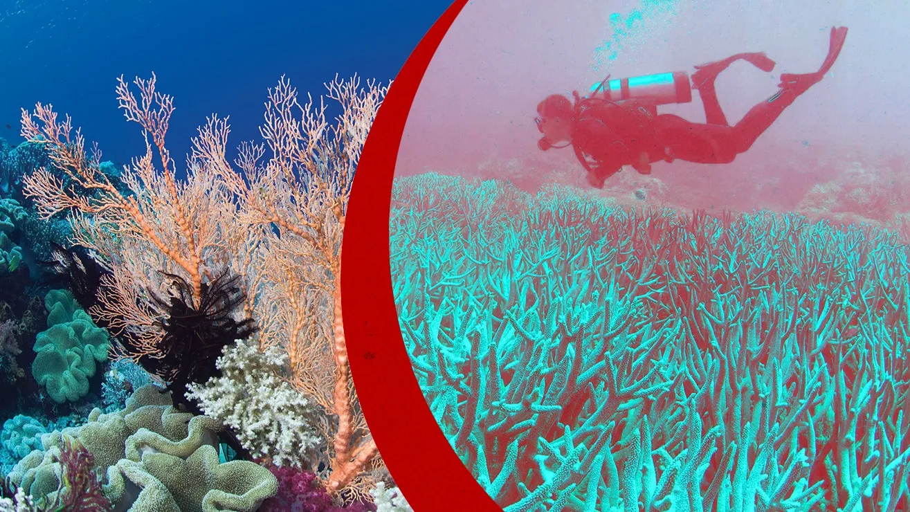 Advierten riesgo crítico de colapso en el 96% de los arrecifes de coral