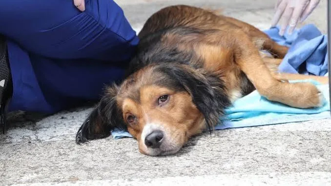 El drama de los perros en Colombia: una realidad alarmante que exige cambios