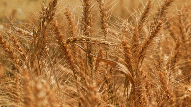Alimentos más caros: la FAO alerta por el impacto del clima y el transporte