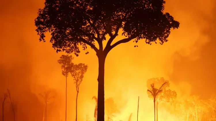 El calentamiento global acerca a ecosistemas clave a puntos de no retorno