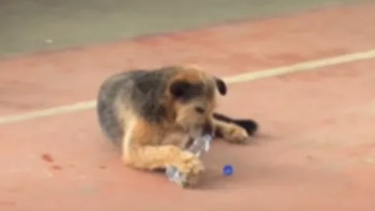 Pueblo de Nariño despidió a 'Leyenda', el perrito abandonado que conquistó el corazón