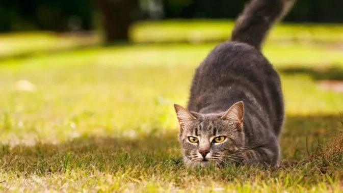 Científicos explican la evolución y el diseño biológico perfecto de los felinos