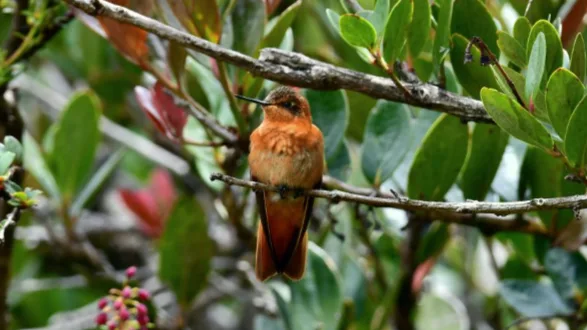 Autoridad ambiental de Bucaramanga realiza inventario de flora y fauna para conservación
