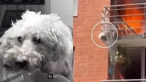 Tragedia en Neiva: Molly, la perrita que saltó desde un quinto piso para escapar.