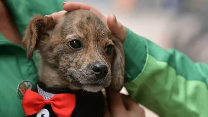 Autoridades presentan diez metas globales de protección animal ante red internacional