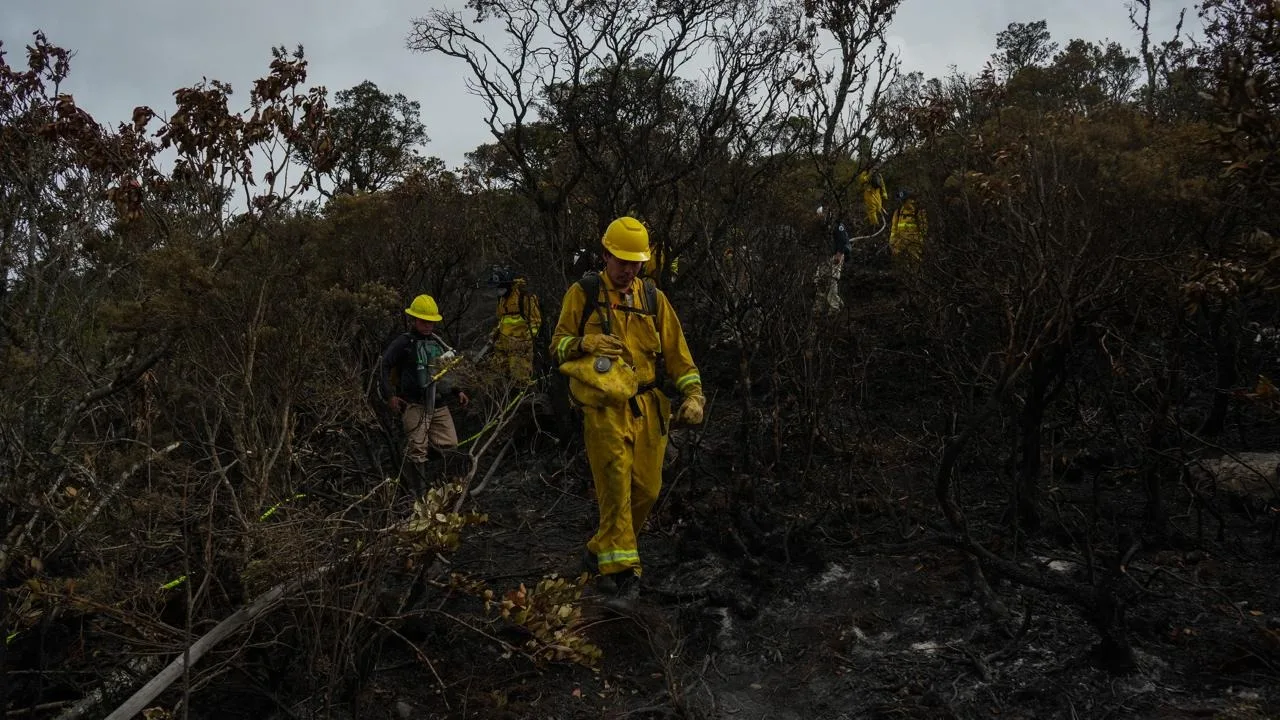 Gratis y virtual: MinAmbiente y GIZ ofrecen cursos para prevenir incendios forestales
