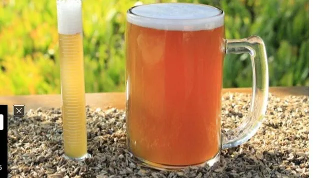 De desecho a remedio natural: residuos de cerveza ocultarían poder probiótico