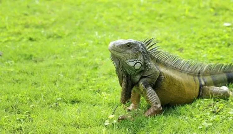Indignación por agresión con una escoba contra una iguana en una sede universitaria