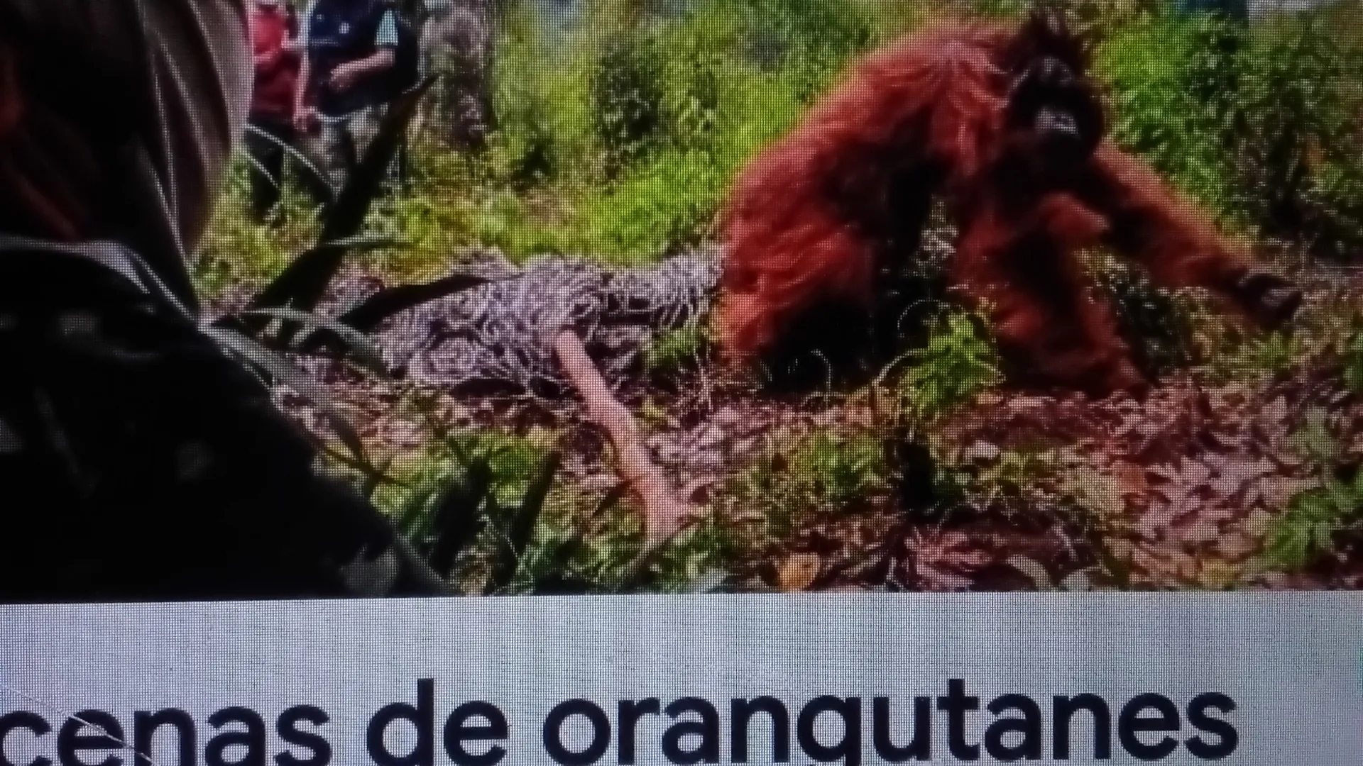Orangutanes Salvados de incendios forestales en Indonesia