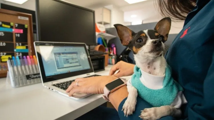 Plataforma digital centraliza la normativa jurídica sobre protección y bienestar animal