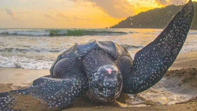 Tortugas laúd en declive: proteger el 30 % de los océanos exige acelerar las medidas