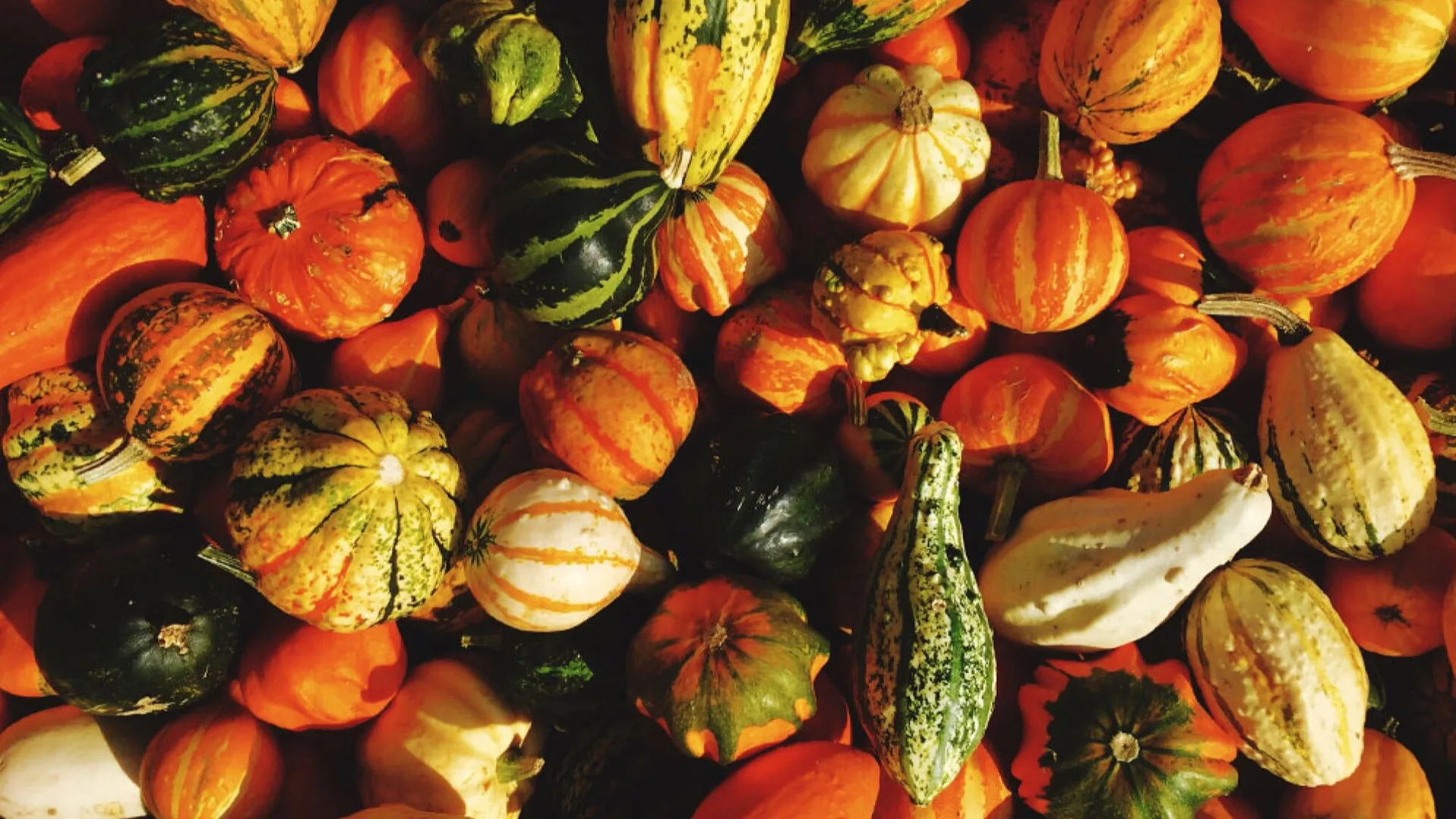 Boyacá se viste de naranja: el cultivo de ahuyamas que da vida a la tradición de Halloween